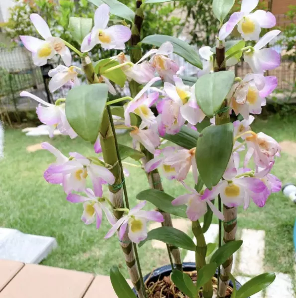 蛇木板和松木板哪个种石斛好(2)