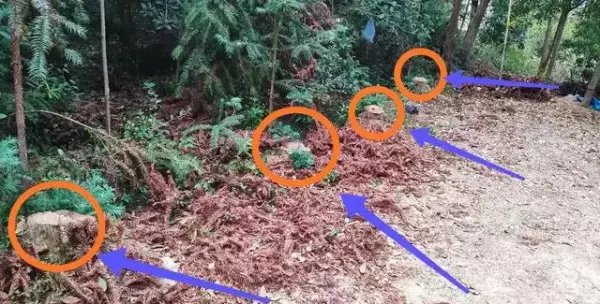 我附近的木材市场有杉木卖吗(2)