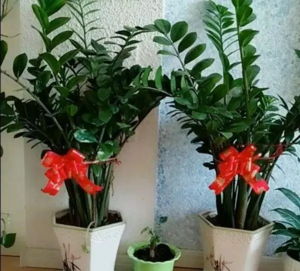家里放什么植物最好招财又好养又能风水(1)