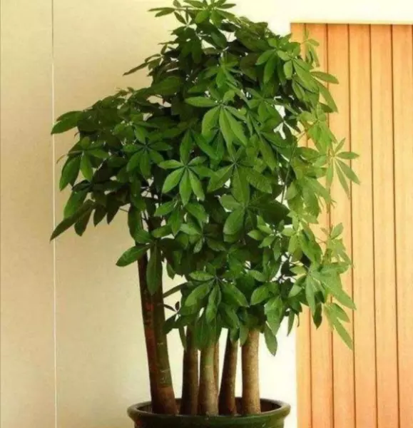 家里放什么植物最好招财又好养又能风水(2)