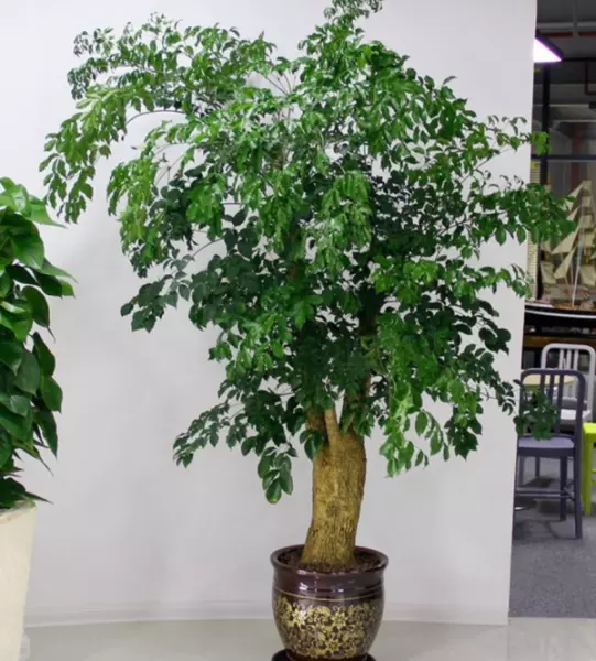 家里放什么植物最好招财又好养又能风水(3)