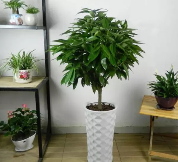 家里放什么植物最好招财又好养又能风水(4)