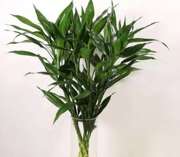 家里放什么植物最好招财又好养又能风水(7)