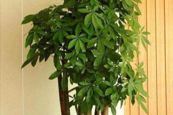 家里放什么植物最好招财又好养又能风水.