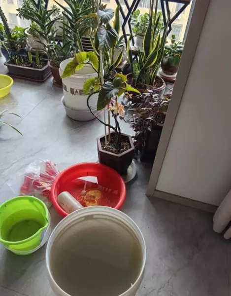 接雨水浇花跟直接淋雨一样吗(1)