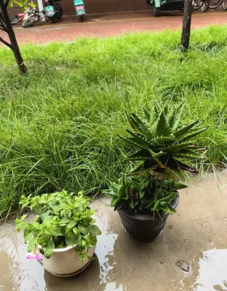 接雨水浇花跟直接淋雨一样吗(4)
