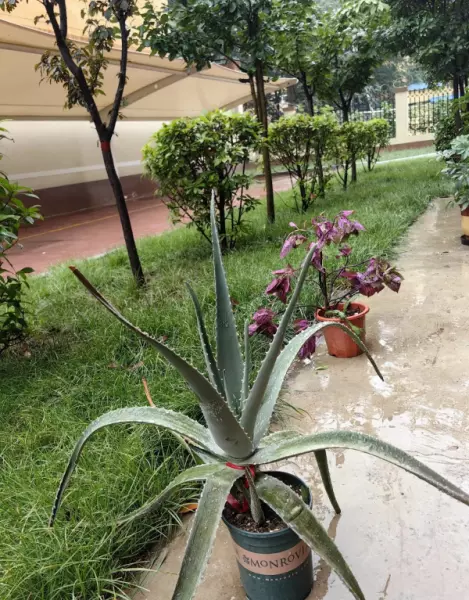 接雨水浇花跟直接淋雨一样吗(5)