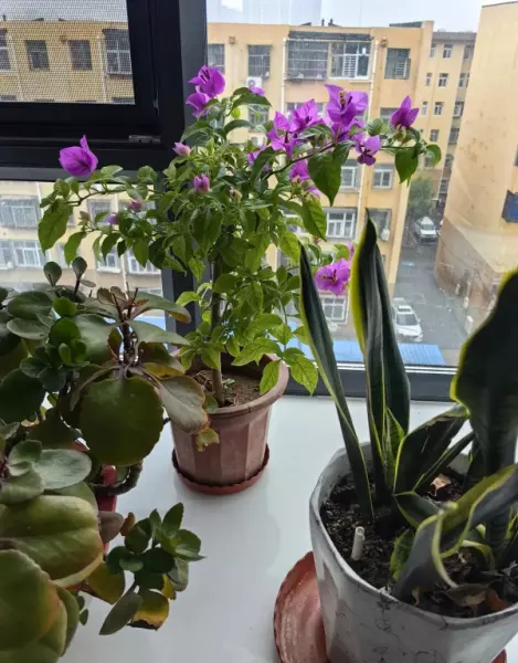 接雨水浇花跟直接淋雨一样吗(6)