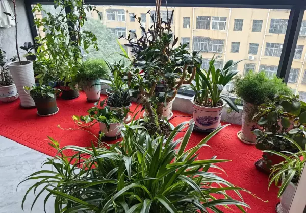接雨水浇花跟直接淋雨一样吗(7)