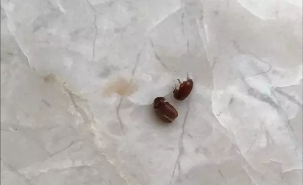 烟草甲虫会咬人吗,怎么消除(2)