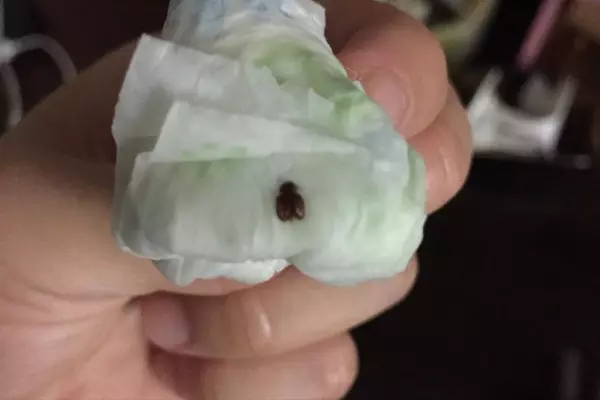 烟草甲虫会咬人吗,怎么消除(4)