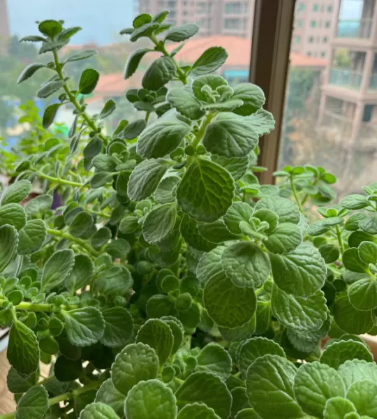 碰碰香怎么养(1)