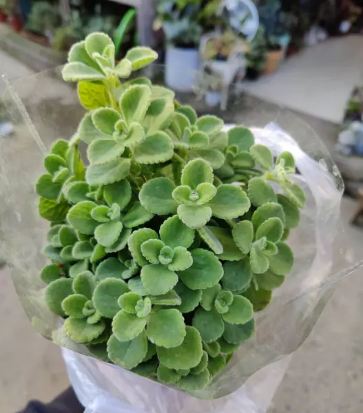 碰碰香怎么养(2)