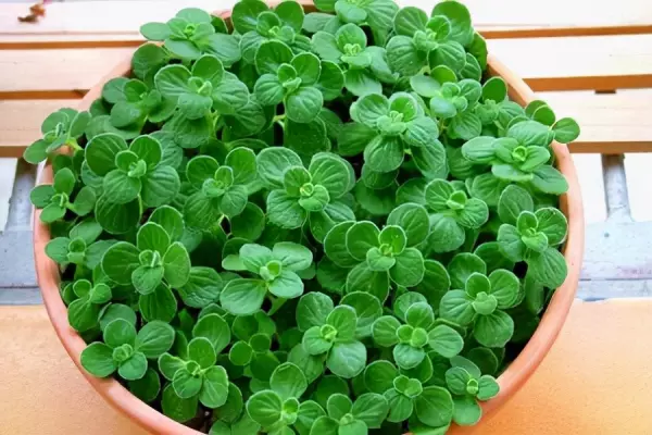 碰碰香怎么养(3)