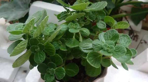 碰碰香怎么养(5)