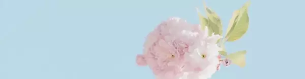 大花绿和普拉达绿的区别(4)