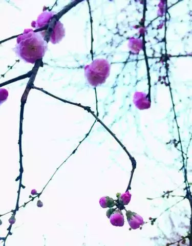 偏单和独单区别户型图(1)