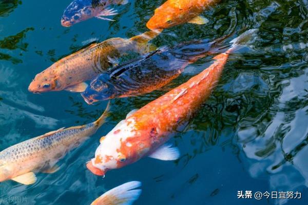 梦到鱼是什么征兆.