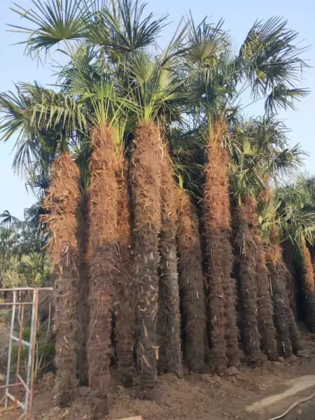 棕榈木能做家具吗(2)