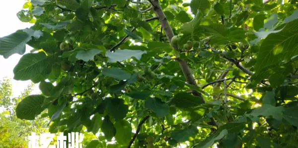 奥古曼胡桃木属于什么档次的木料(1)