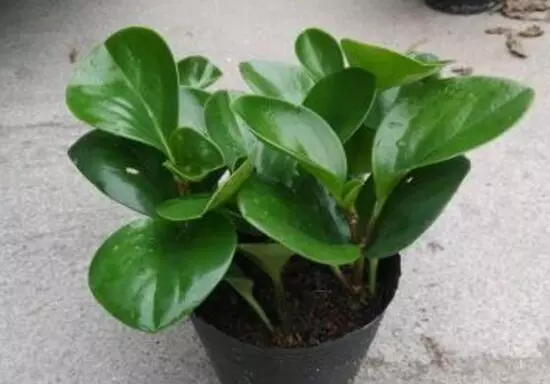 小家碧玉花语是什么意思啊(1)