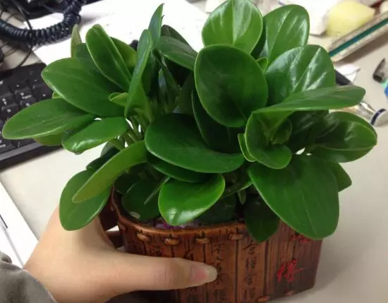小家碧玉花语是什么意思啊(2)