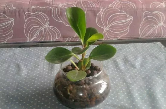 小家碧玉花语是什么意思啊(4)