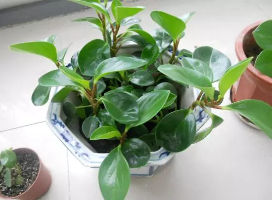 小家碧玉花语是什么意思啊(5)