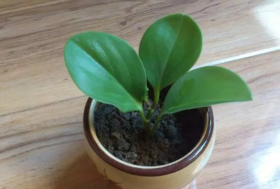 小家碧玉花语是什么意思啊(6)
