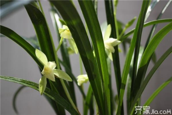 剑兰有毒吗 适合在室内养吗.