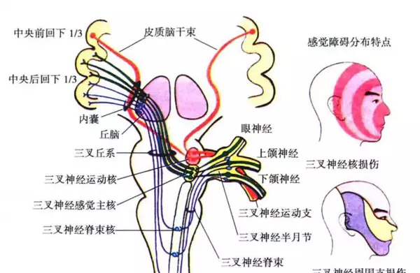 检查口咽部时压舌板按压的位置是(3)