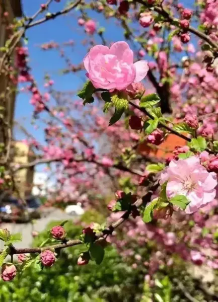 火鹤花有毒吗 火鹤花可以养在卧室吗(1)
