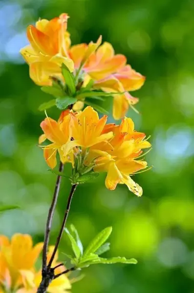 火鹤花有毒吗 火鹤花可以养在卧室吗(2)