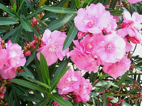 火鹤花有毒吗 火鹤花可以养在卧室吗(3)