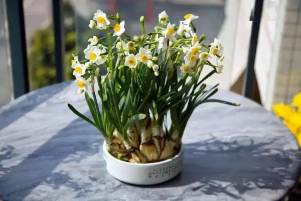 火鹤花有毒吗 火鹤花可以养在卧室吗(4)