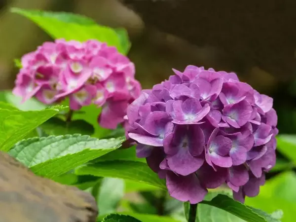 火鹤花有毒吗 火鹤花可以养在卧室吗(5)