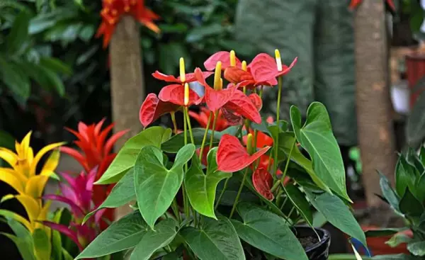 火鹤花有毒吗 火鹤花可以养在卧室吗(6)