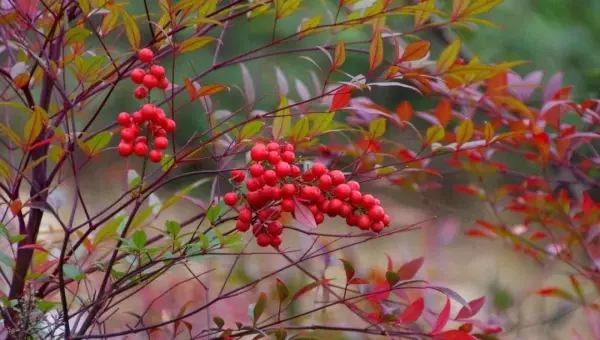 火鹤花有毒吗 火鹤花可以养在卧室吗(9)