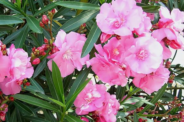 火鹤花有毒吗 火鹤花可以养在卧室吗.