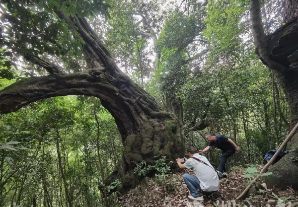 铁匠木是什么树崖柏和铁匠木的区别(1)