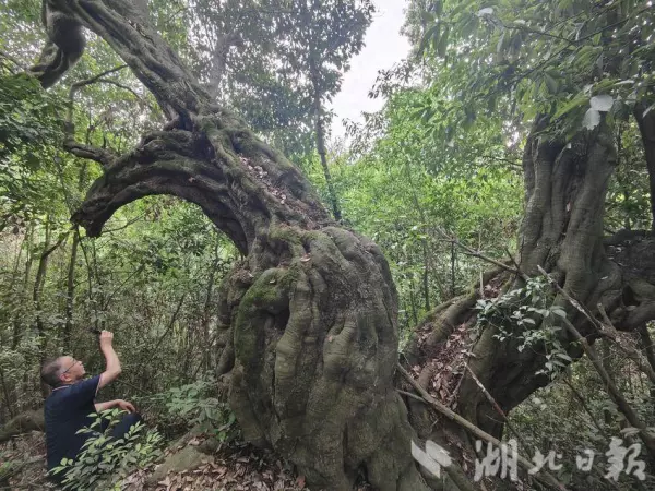 铁匠木是什么树崖柏和铁匠木的区别(2)