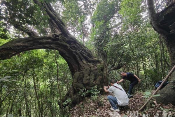 铁匠木是什么树崖柏和铁匠木的区别.