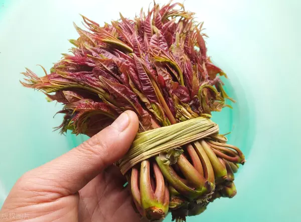 香椿树木材价格贵吗(1)