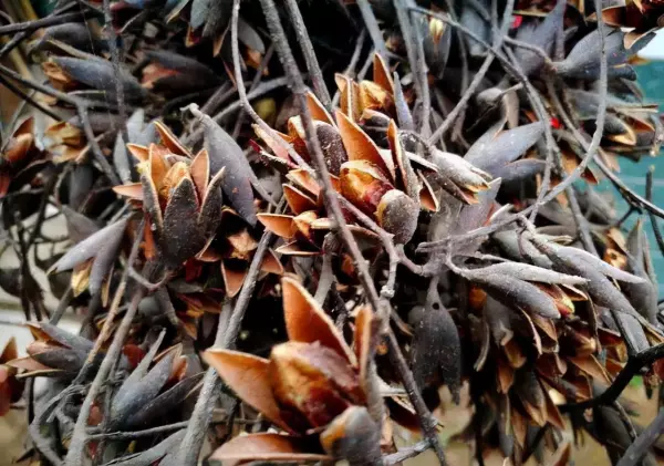 香椿树木材价格贵吗(4)
