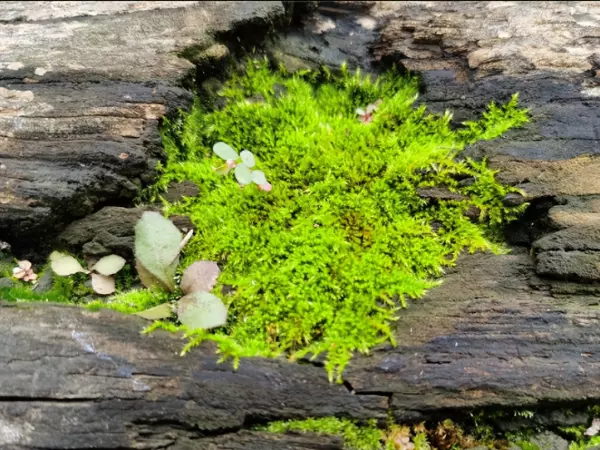 上水石适合栽什么植物(1)