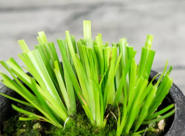上水石适合栽什么植物(2)