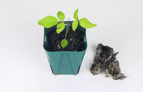 上水石适合栽什么植物(3)