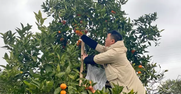 新居乔迁灯笼上写什么好(4)