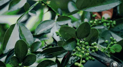 坐沙发身上痒怎么处理(6)