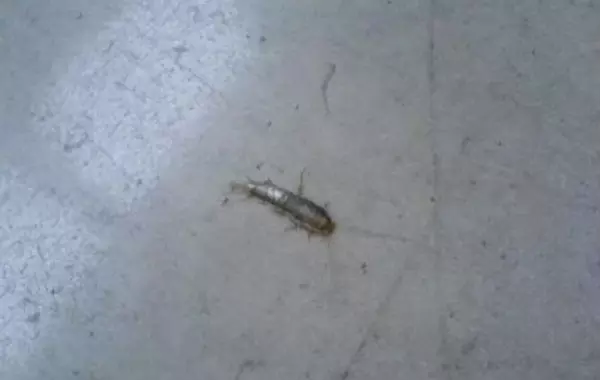 缨尾目属于什么变态(4)